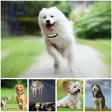 Rechargeable No Bark Collar Anti Barking Device Stop Dogs Barking Collar